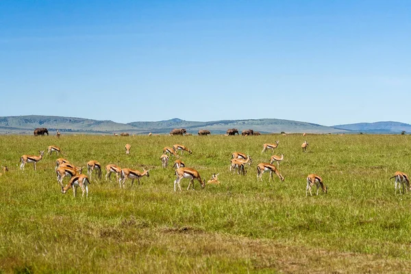 Manada de gazelas — Fotografia de Stock