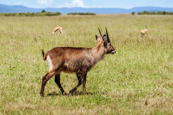 Barna fiatal férfi antilop Gyűrűsfarkú víziantilop — Stock Fotó