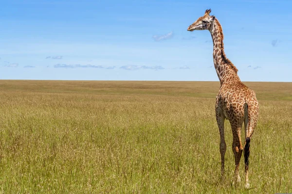 Afrika savanındaki zürafa — Stok fotoğraf