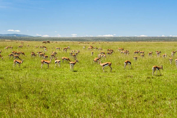 Troupeau de gazelles pâturant — Photo