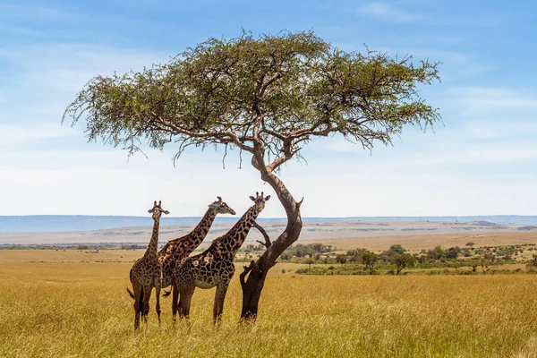 Drei Giraffen unter Akazienbaum — Stockfoto