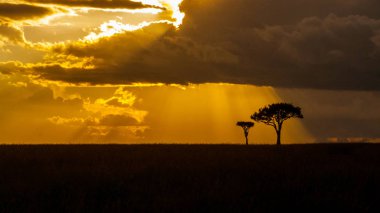 Acacia adlı altın saat