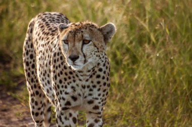 Çita (Acinonyx jubatus)