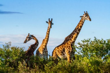 African giraffes in Maasai Mara clipart