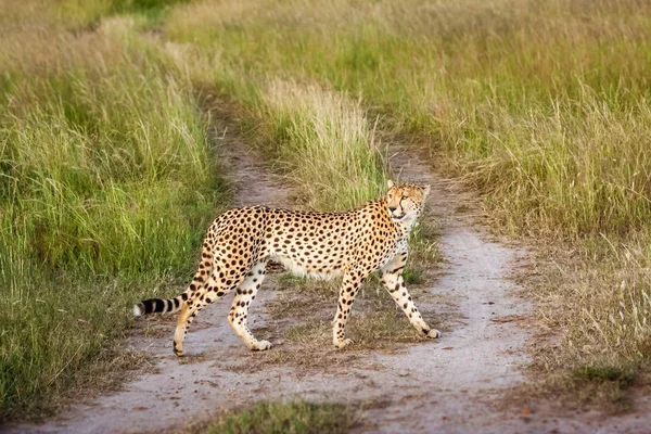 Гепард (Acinonyx jubatus ) — стоковое фото