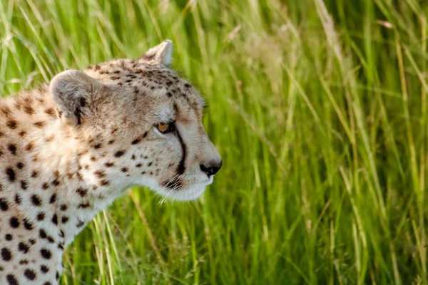 Gepard štíhlý (Acinonyx jubatus) — Stock fotografie