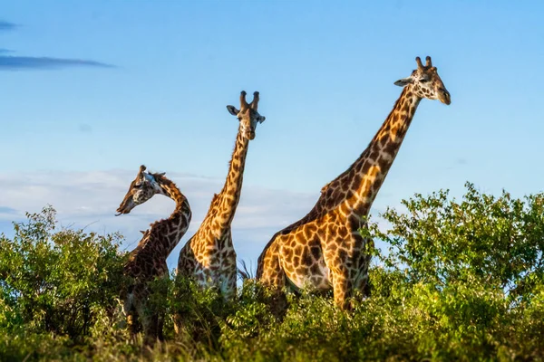 Afrikanische Giraffen in der Massai-Mara — Stockfoto
