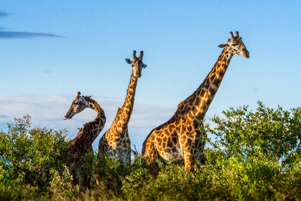 Африканские жирафы в Масаи-Мара
