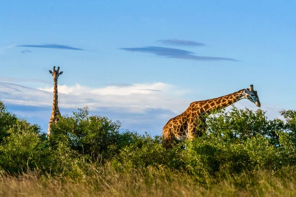 Afrykańskiej żyrafy w Masai Mara — Zdjęcie stockowe