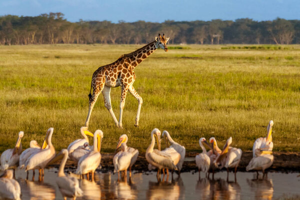Rothschild's Giraffe (Giraffa camelopardalis) and pelicans