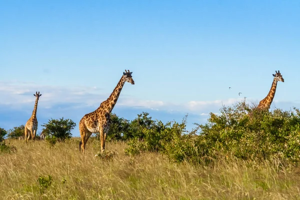 Afrikanische Giraffen in der Massai-Mara — Stockfoto