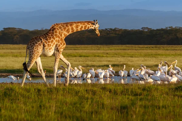 Rotschild zsiráf (Giraffa camelopardalis) és pelikánok — Stock Fotó