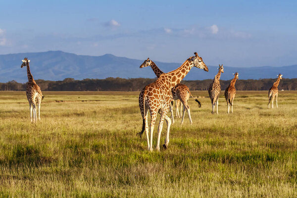 Rothschild's Giraffes (Giraffa camelopardalis)