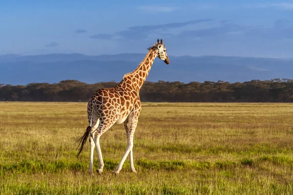 Die Giraffe (Giraffa camelopardalis)) — Stockfoto