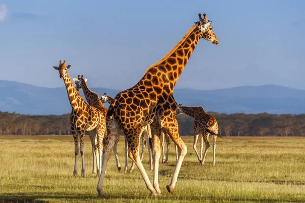 Rothschild zsiráfok (Giraffa zsiráf) — Stock Fotó