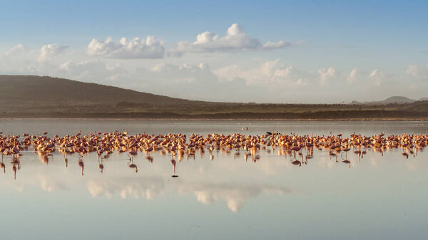Flocks of pink flamingos