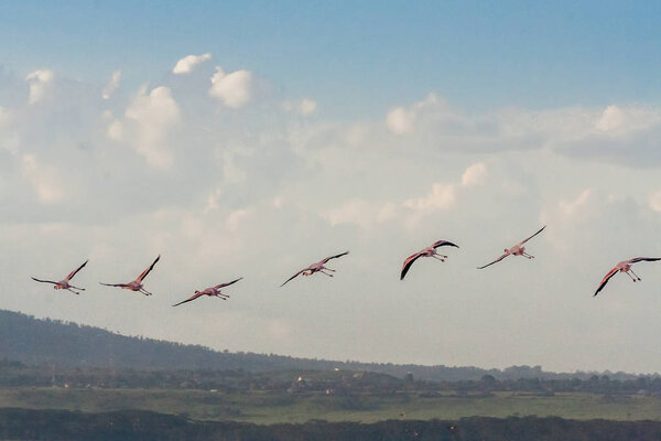 Flight of pink flamingos