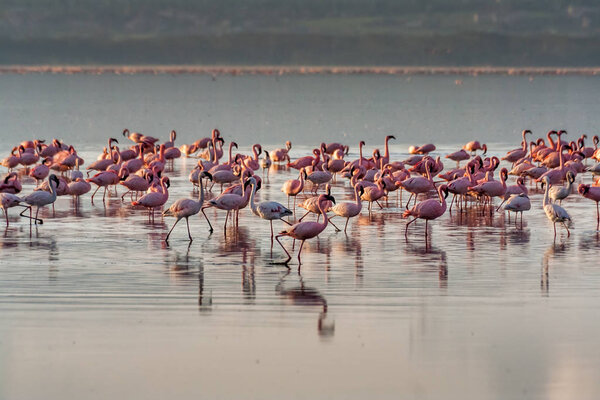 Flocks of pink flamingos