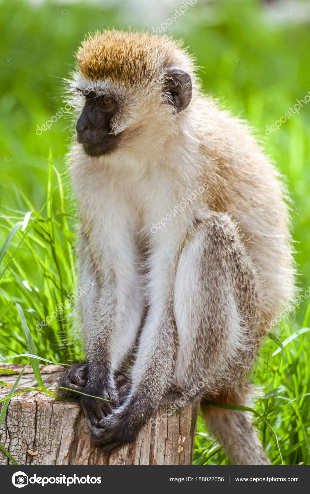 Foto de Macaco Vervetchlorocebus Pygerythrus e mais fotos de stock