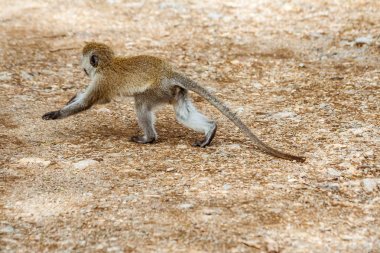 Vervet Maymunu (Chlorocebus pygerythrus)