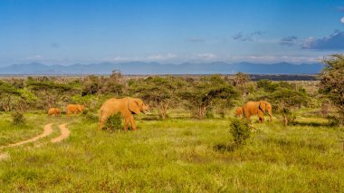 Herd of elephants in the african savannah clipart