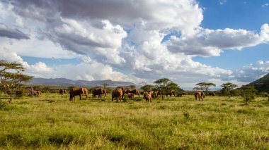 Afrika savanasında fil sürüsü