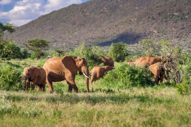Afrika savanasında fil sürüsü