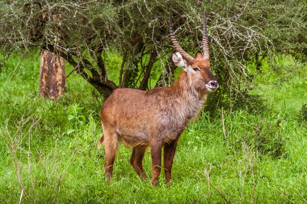 Браун чоловічий антилопи Waterbuck — стокове фото