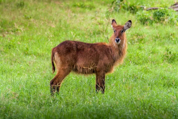 Fiatal barna antilop Gyűrűsfarkú víziantilop — Stock Fotó
