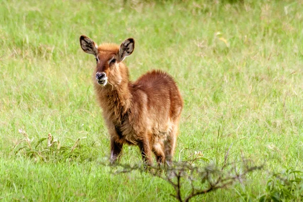 Молодий коричневий антилопи Waterbuck — стокове фото