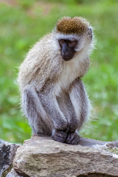 Vervet macaco (Chlorocebus pygerythrus) — Fotografia de Stock