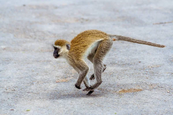 Vervet Maymunu (Chlorocebus pygerythrus) — Stok fotoğraf