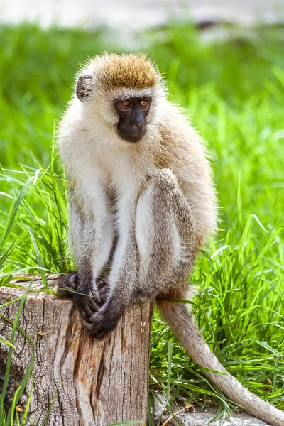 Vervet macaco (Chlorocebus pygerythrus) — Fotografia de Stock