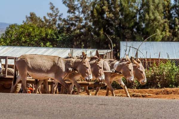 Kenijski osły, ciągnąc wózek — Zdjęcie stockowe