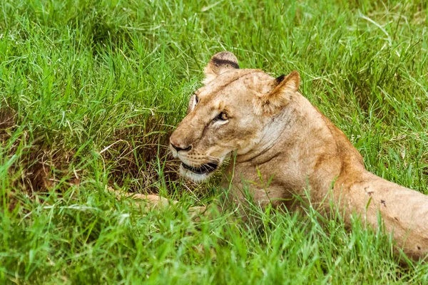 Львица в траве — стоковое фото