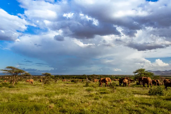 非洲大草原上的一群大象 — 图库照片