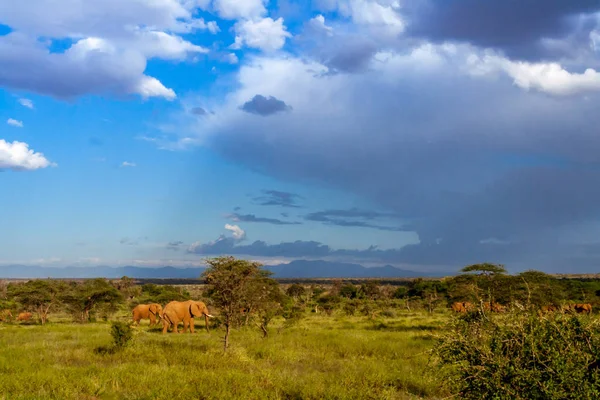 Manada de elefantes en la sabana africana — Foto de Stock