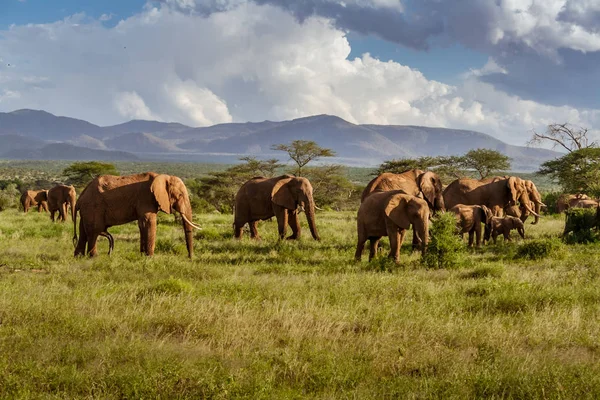 आफ्रिकन सॅव्हनामध्ये हत्तींचे कळप — स्टॉक फोटो, इमेज