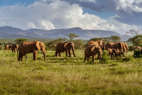 Manada de elefantes en la sabana africana — Foto de Stock