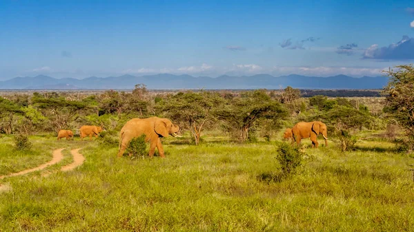 Αγέλη ελεφάντων στην αφρικανική σαβάνα — Φωτογραφία Αρχείου