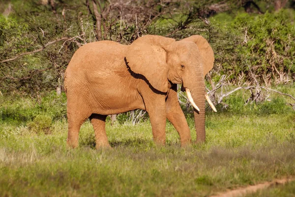 Single adult elephant in bush — Stock Photo, Image