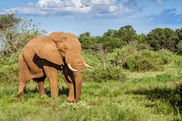Одинокий дорослий слон в кущі — стокове фото