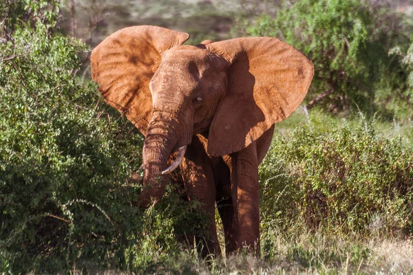 Elefante adulto solteiro no mato — Fotografia de Stock