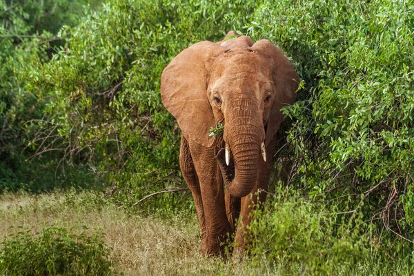 Single adult elephant in bush — Stock Photo, Image