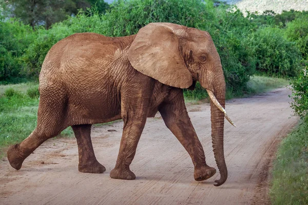 单成年大象越过未铺砌的道路 — 图库照片