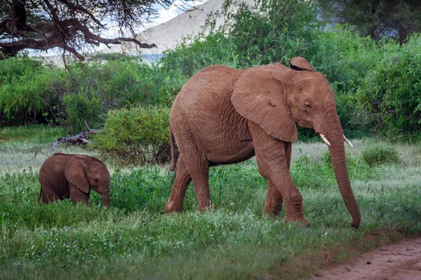 Słoń afrykański rodziny w Kenii — Zdjęcie stockowe