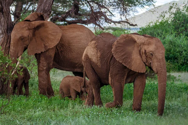 Αφρικανικός ελέφαντας οικογένεια στην Κένυα — Φωτογραφία Αρχείου