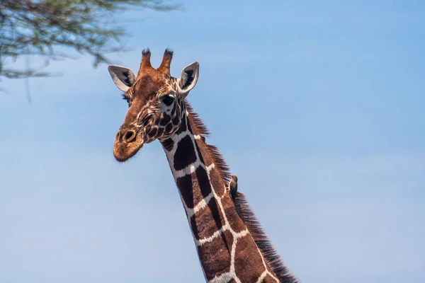 Zürafa başını Serengetti, Kenya bir parkta — Stok fotoğraf