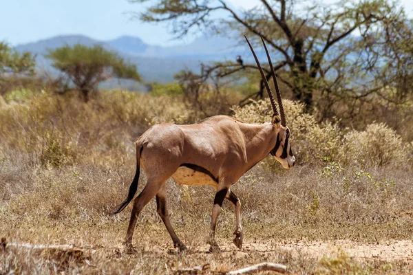 Gemsbok або gemsbuck антилопи — стокове фото