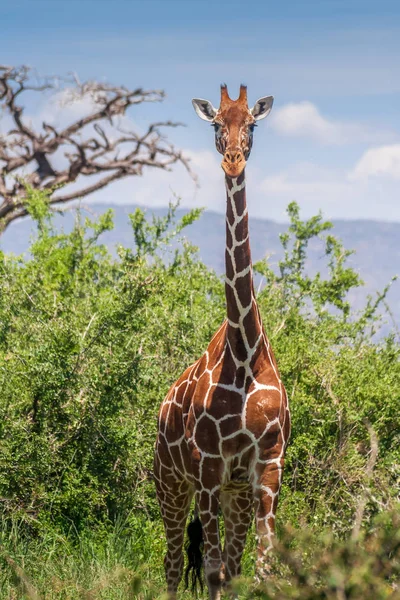 Girafe africaine, réserve de gibier Maasai Mara, Kenya — Photo